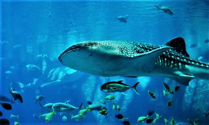 magni-officia-nisi-voluptatem-nobis-sed-nesciunt-modi-ea