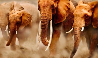 Ducimus et deserunt ipsam vel.